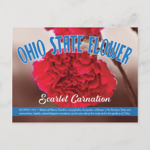 State Flower of Ohio the Scarlet Carnation Postcard