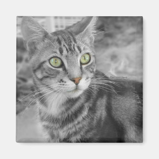 State of Wonderment Magnet