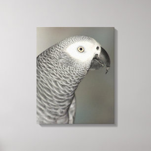 Stately African Grey Parrot Canvas Print