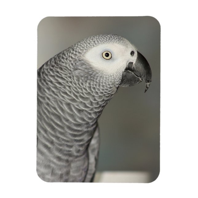 Stately African Grey Parrot Magnet (Vertical)