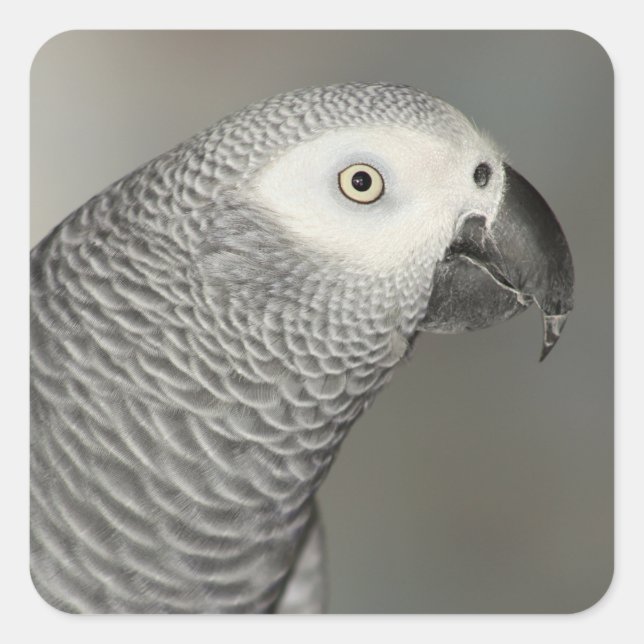 Stately African Grey Parrot Square Sticker (Front)