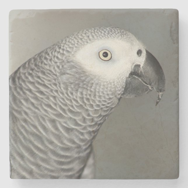 Stately African Grey Parrot Stone Coaster (Front)