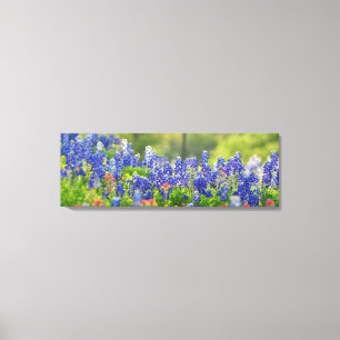 Stately Bluebonnets Canvas Print