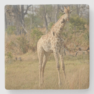 Stately Giraffe. Stone Coaster
