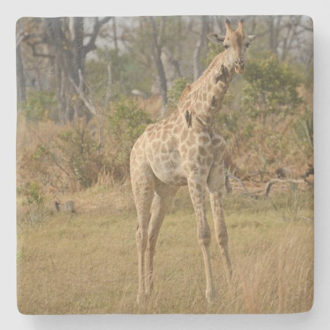 Stately Giraffe. Stone Coaster (Front)