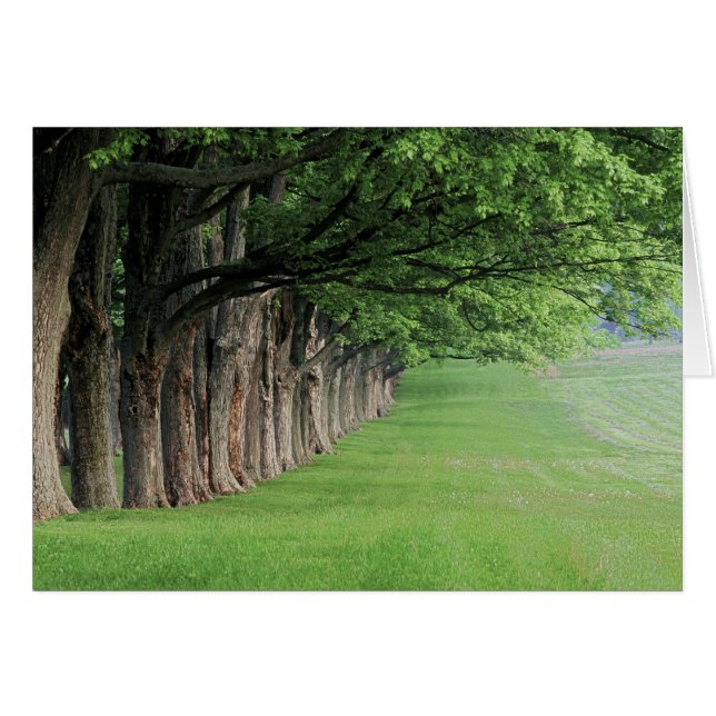 Stately row of trees, Louisville, Kentucky. (Front Horizontal)