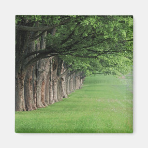 Stately row of trees, Louisville, Kentucky. Magnet