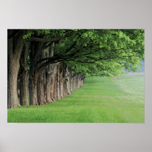 Stately row of trees, Louisville, Kentucky. Poster