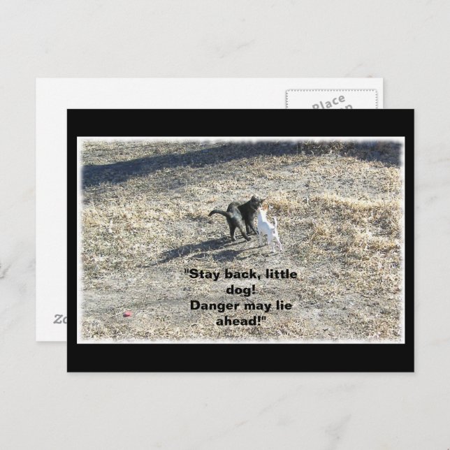 Stay Back Little Dog Postcard (Front/Back)