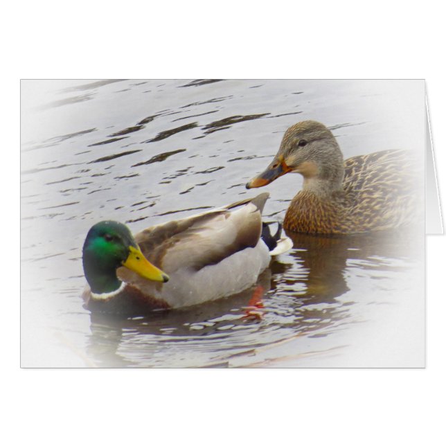 Staying Close - Mallard Duck Pair (Front Horizontal)