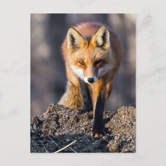 Stealthy Fox Postcard (Front)