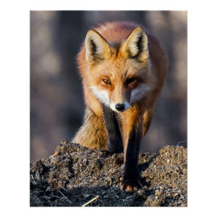 Stealthy Fox Poster