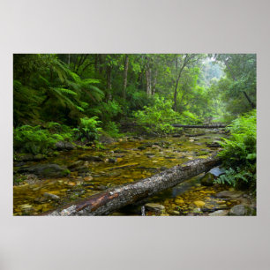 Steam In Forest, The Knysna-Amatole Montane Poster