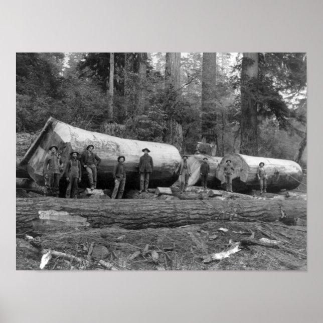 Steam Logging in the Cascades of Washington Stat Poster (Front)