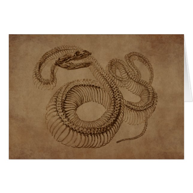 Steampunk Snake Skeleton (Front Horizontal)