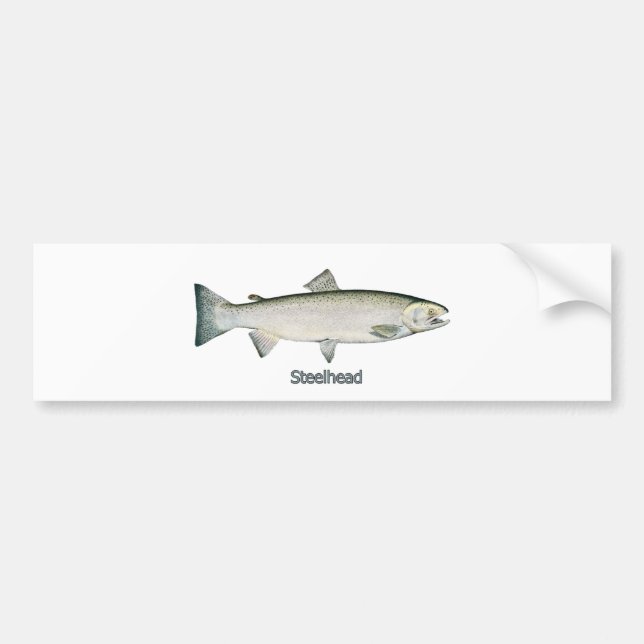Steelhead Rainbow Trout Bumper Sticker (Front)