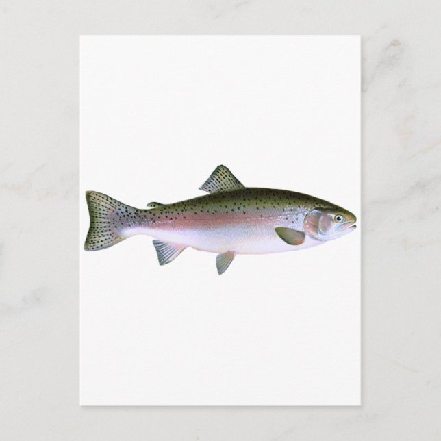 Steelhead Rainbow Trout Fishing  Logo Postcard (Front)