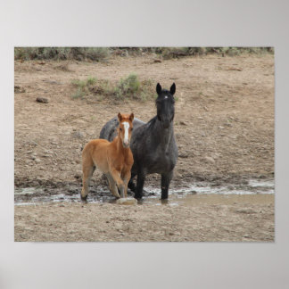 Steens mare and foal poster