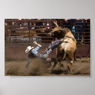 Steer rider takes a fall poster