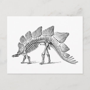 Stegosaurus Dinosaur Skeleton Fossil Postcard