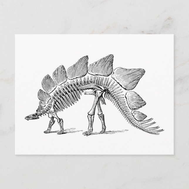 Stegosaurus Dinosaur Skeleton Fossil Postcard (Front)