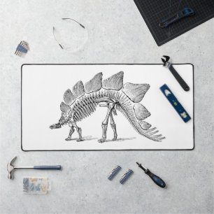 Stegosaurus Dinosaure Squelette Fossile