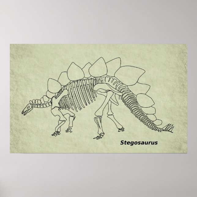 Stegosaurus Skeleton Poster (Front)