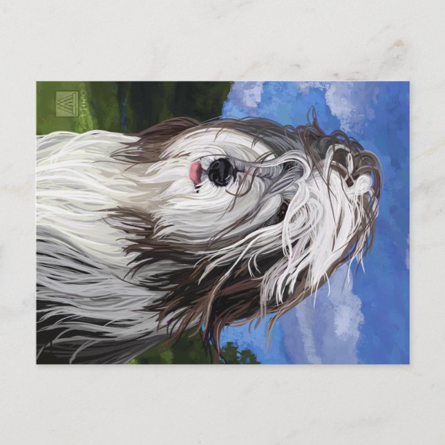 Stella the English Sheep Dog Postcard (Front)