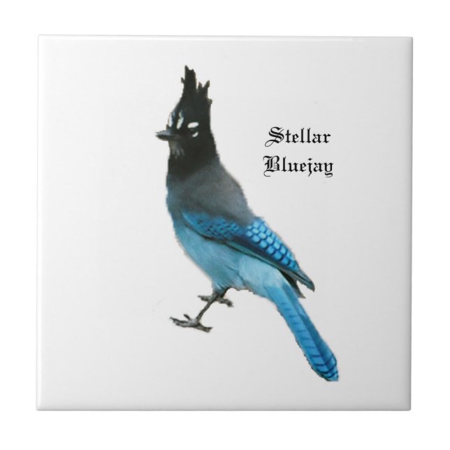Stellar Blue Jay tile (Front)