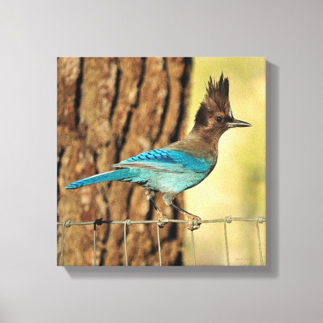 Stellar Jay Canvas Print (Front)
