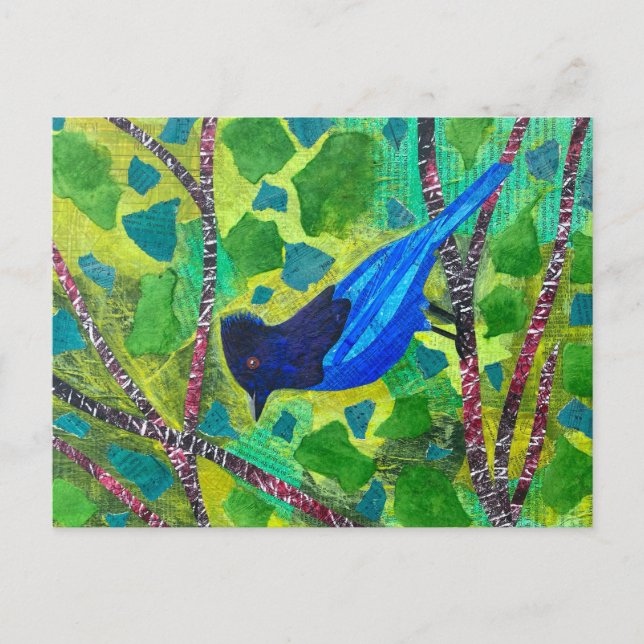 Stellar Jay Postcard (Front)