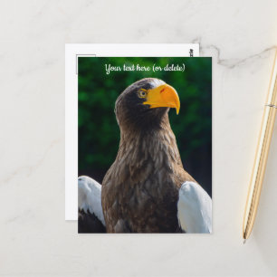Stellar Sea Eagle Postcard