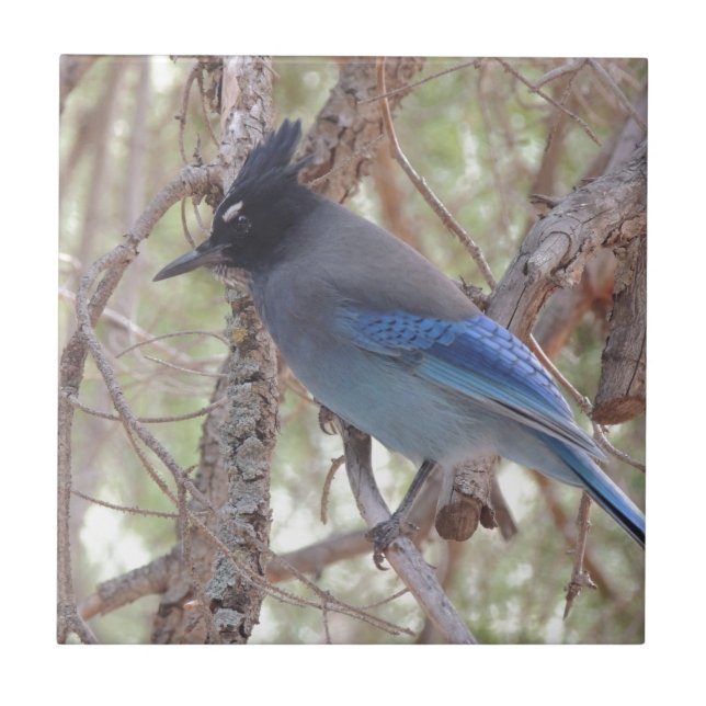 Stellars Jay Tile (Front)