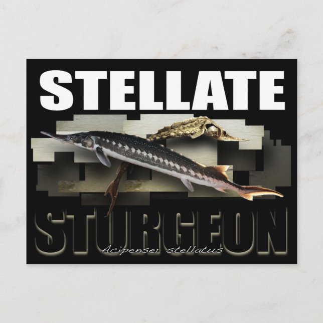 Stellate Sturgeon Postcard 3D (Front)
