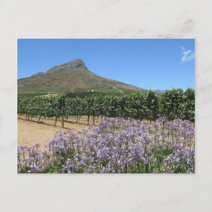 Stellenbosch, Afrique du Sud Carte postale