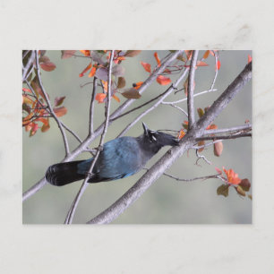 Steller Jay Post Card