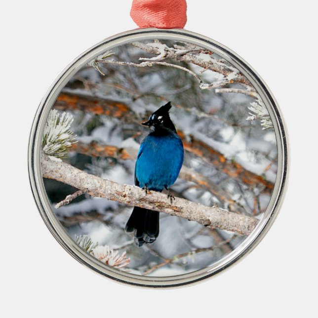 Steller’s Jay Round Metal Ornament (Front)