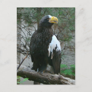 Stellers Eagle Postcard
