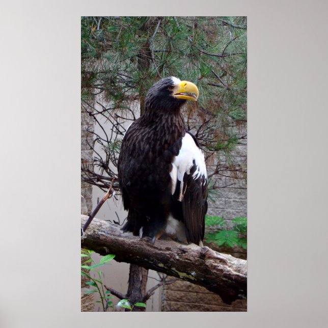Stellers Eagle Poster (Front)