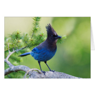 Steller's Jay
