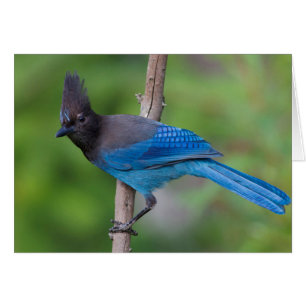 Steller's Jay 1