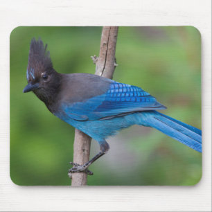 Steller's Jay 1 Mouse Pad