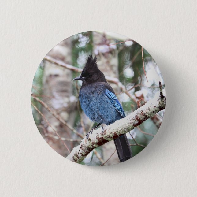 Steller's Jay 2 Inch Round Button (Front)