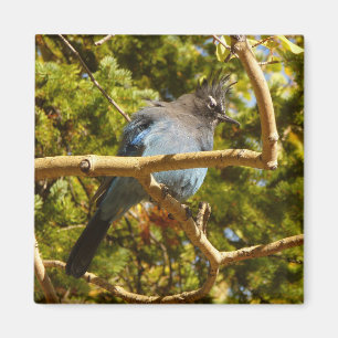 Steller's Jay at Rocky Mountain National Park Magnet