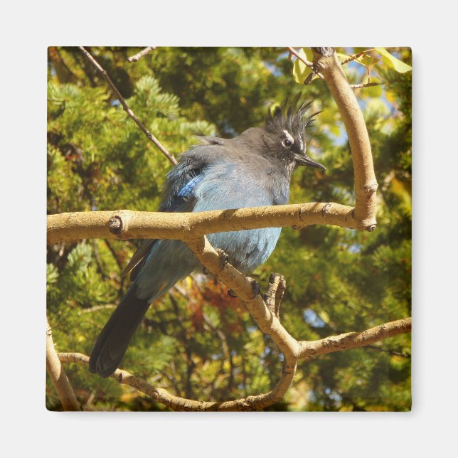 Steller's Jay at Rocky Mountain National Park Magnet (Front)