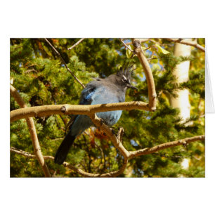 Steller's Jay au parc national Rocky Mountain