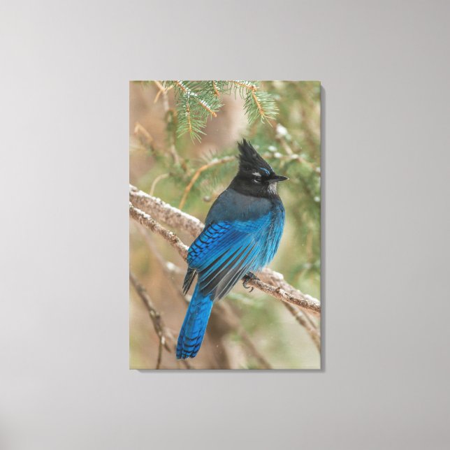 Steller's jay bird in tree canvas print (Front)