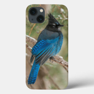 Steller's jay bird in tree iPhone 13 case