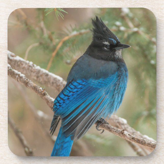 Steller's jay bird in tree coaster (Front)