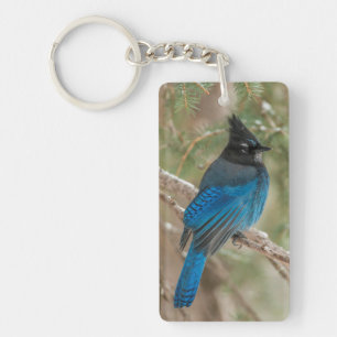 Steller's jay bird in tree keychain